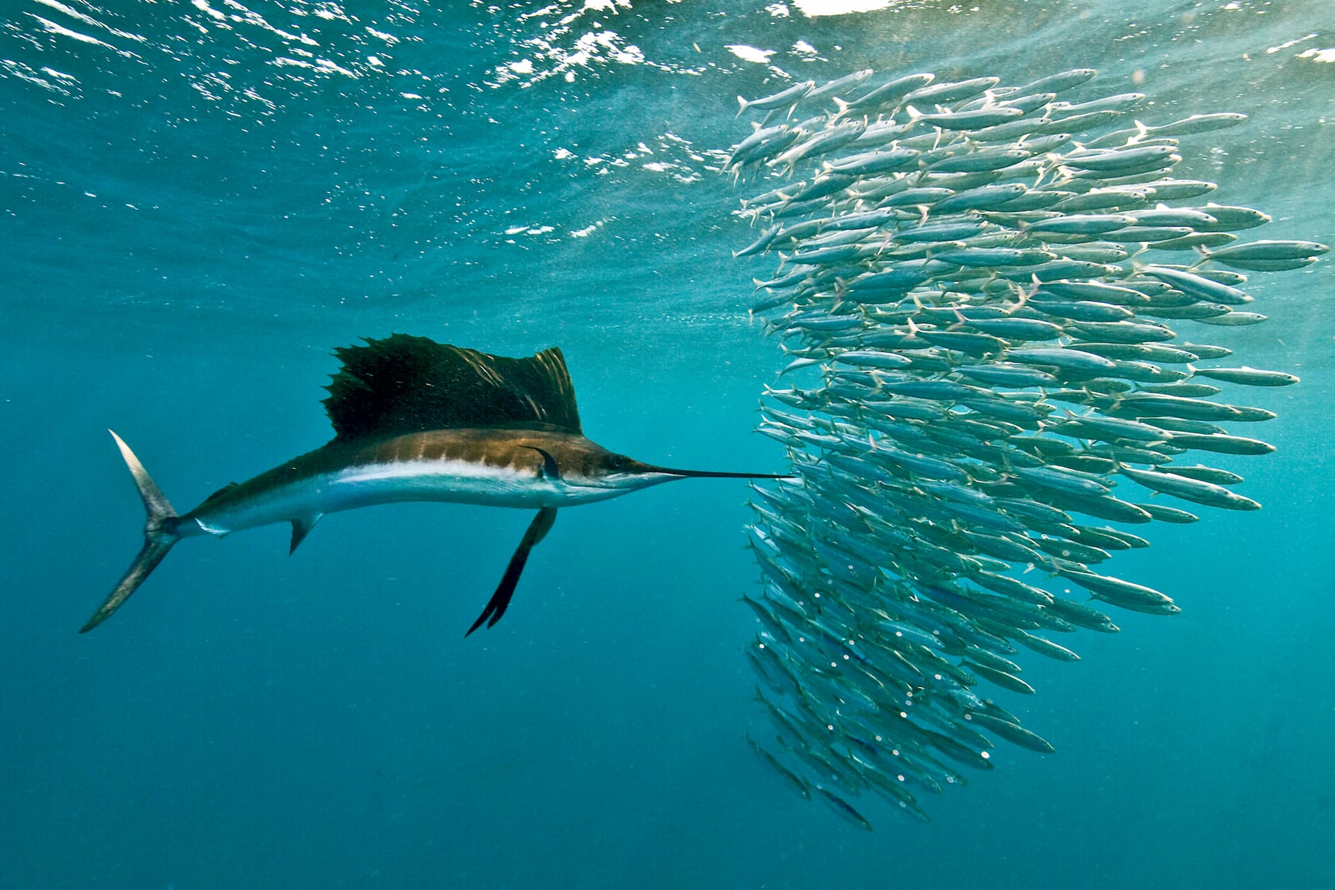 Website Evaluation | Big Marlin Group